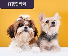 Pet Daily